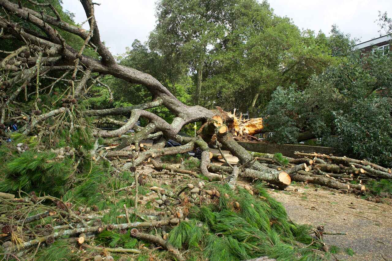 The Steps Involved in Our Tree Care Process in Hermantown, MN